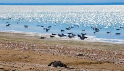 Биологическое оружие: Северо-западное побережье Крыма завалено мертвыми птицами