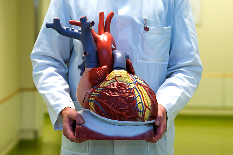 На фото: врач держит анатомическую модель человеческого сердца.