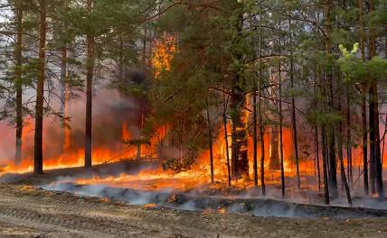Диверсанты, чиновники или изменение климата - кто виноват, что российские леса снова горят?