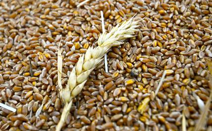 Пшеница, ячмень, кукуруза: Европа от голода не помрет, но о цене вопроса уже крепко задумалась