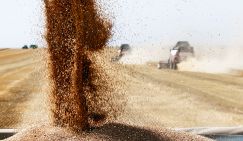 За дураков держат: Америка божится, что расплатится за нашу пшеницу по-честному
