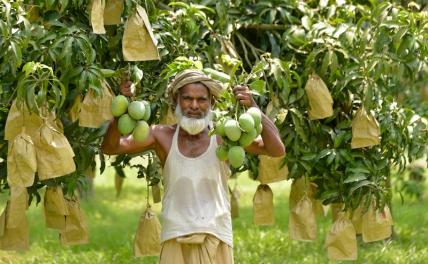 На фото: фермер демонстрирует свежесобранные манго в Чапайнавабгандже, Бангладеш.