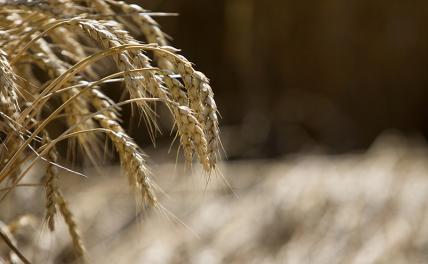 В июле на контрабанде зерна Украина заработала более миллиона долларов