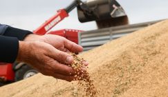 Россия диктует цены на пшеницу всему миру, кроме собственных булочных