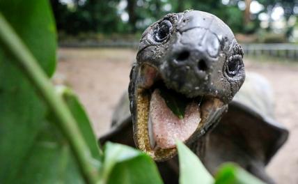 На фото: гигантская черепаха в ботаническом саду на Сейшельских островах
