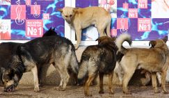 Напасть Крыма: Севастополь, Симеиз, Симферополь атакуют озверевшие псы