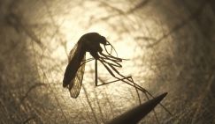 «Боевых супер-комаров» Билла Гейтса испытают на жителях Флориды