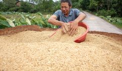 Китайцы вывели рис-мутант, который накормит 1,5 млрд жителей КНР и всех землян