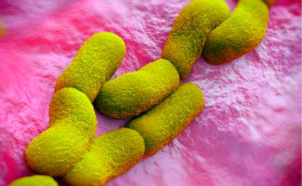 Ученые восстановили штамм самой смертоносной чумы Ученые восстановили штамм самой смертоносной чумы