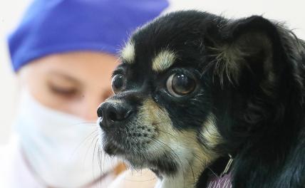 Глобалисты-иезуиты атакуют Россию собаками и телефонными мошенниками Глобалисты-иезуиты атакуют Россию собаками и телефонными мошенниками