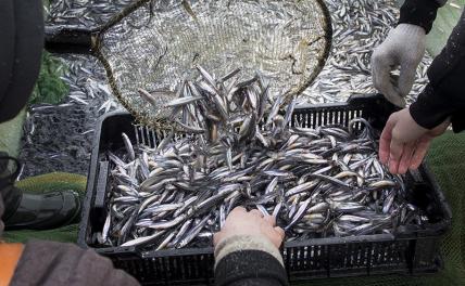 Кровожадная корюшка: Питерский деликатес за любовь к себе берет немалую плату Кровожадная корюшка: Питерский деликатес за любовь к себе берет немалую плату