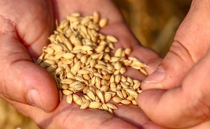 Президент Российского зернового союза заявил о картельном сговоре на рынке экспорта зерна из РФ Президент Российского зернового союза заявил о картельном сговоре на рынке экспорта зерна из РФ