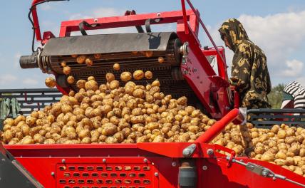 Грандиозный картофельный скандал: «Минсельхоз наносит России вреда больше, чем Зеленский», уверены фермеры Грандиозный картофельный скандал: «Минсельхоз наносит России вреда больше, чем Зеленский», уверены фермеры