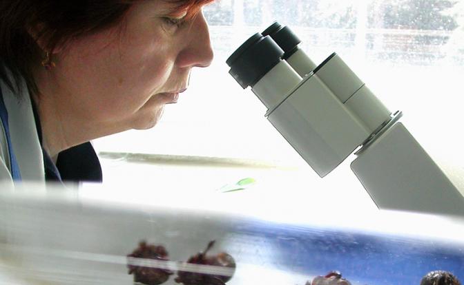 Иммунолог предупредил о страшных последствиях от укуса клеща Иммунолог предупредил о страшных последствиях от укуса клеща