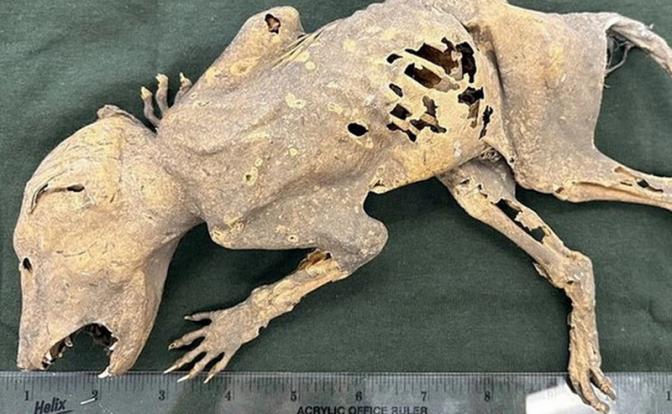 Животное с человеческими руками шокировало ученых Животное с человеческими руками шокировало ученых