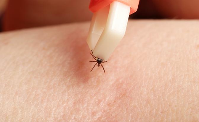 Клещи лютуют: 370 челябинцев обратились к медикам Клещи лютуют: 370 челябинцев обратились к медикам