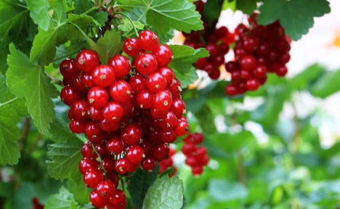 Россиянам назвали пользу красной смородины Россиянам назвали пользу красной смородины