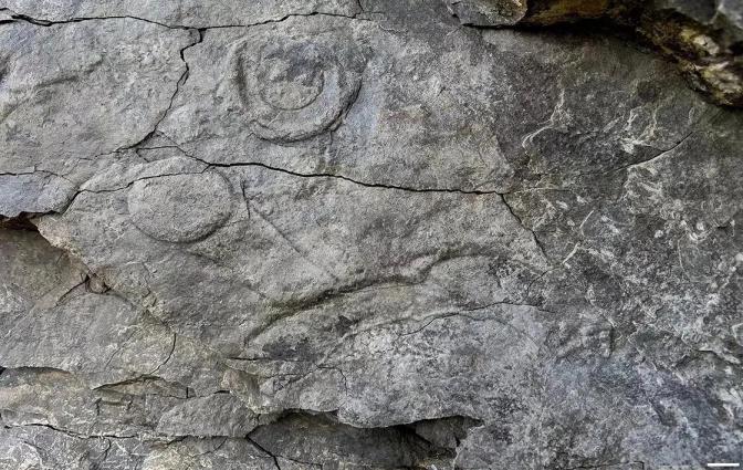 Уникальная палеонтологическая находка в Пермском крае: возраст — более 550 млн лет Уникальная палеонтологическая находка в Пермском крае: возраст — более 550 млн лет