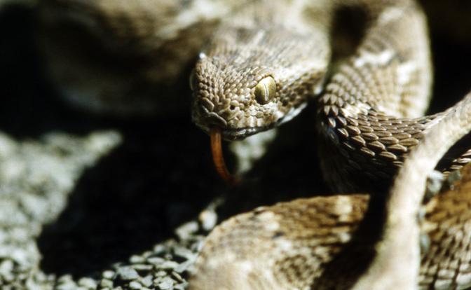 Годовалый малыш загрыз 70-сантиметровую кобру Годовалый малыш загрыз 70-сантиметровую кобру