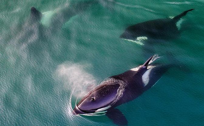 СМИ: Косатки практикуют утопление своей жертвы СМИ: Косатки практикуют утопление своей жертвы