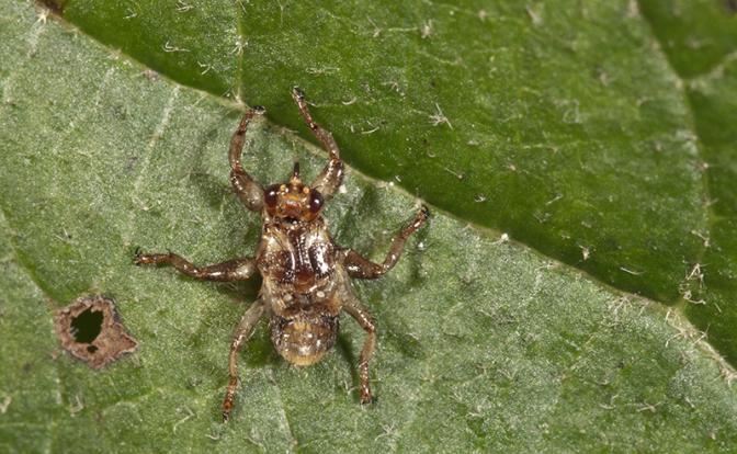 Клещ, блоха, вошь и муха с огромными глазами: Августовские вампиры выходят на охоту Клещ, блоха, вошь и муха с огромными глазами: Августовские вампиры выходят на охоту