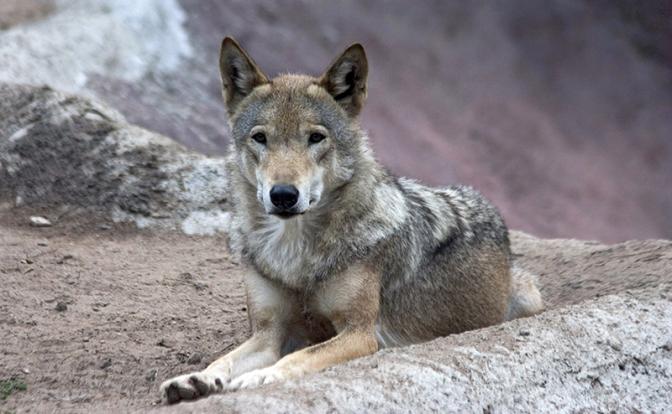 Волк утащил ребенка в заповедник Волк утащил ребенка в заповедник
