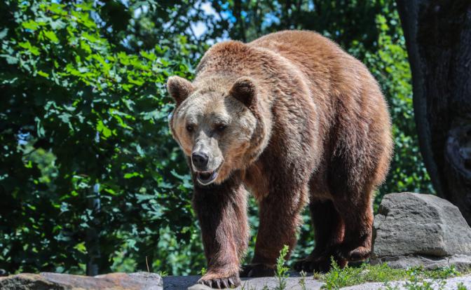Медведи совсем озверели, народ просит власть не выпускать их из леса Медведи совсем озверели, народ просит власть не выпускать их из леса