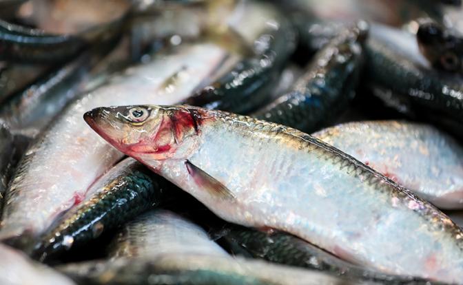 Белорусские рыбаки в ударе: За 2025 год они наловили селедки для России больше всех Белорусские рыбаки в ударе: За 2025 год они наловили селедки для России больше всех