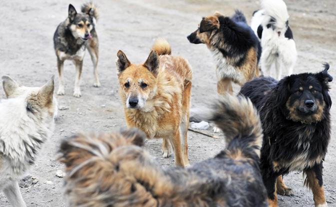 В Мурманске стая собак укусила ребенка сотню раз