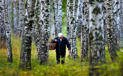 Грибов объелись, или «Тихая охота» с громкими последствиями