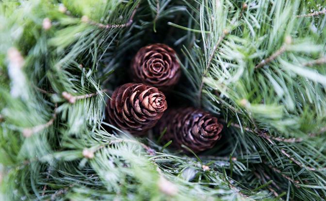 Российские ученые нашли "эликсир молодости"