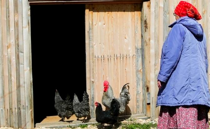 Россиян будут штрафовать за кур на садовых участках