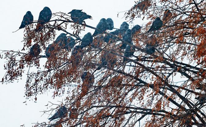 Температура в Москве рухнет до нуля градусов