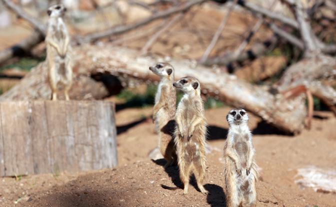 Сурки из Московского зоопарка предсказали суровую зиму