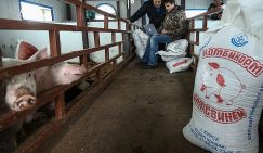 Цены на мясо взлетят: Комбикорма в дефиците