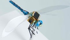 DARPA: На вооружение США поступят насекомые-киборги
