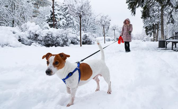«Заметает зима, заметает…» - прогноз погоды на конец января