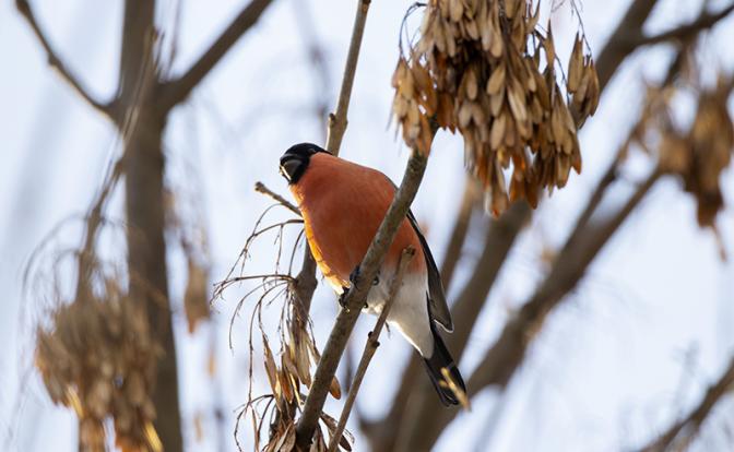 Прогноз погоды: россиянам пообещали теплое начало весны