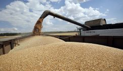 “Голодные игры” по-брюссельски: Санкции против РФ привели к дефициту пшеницы