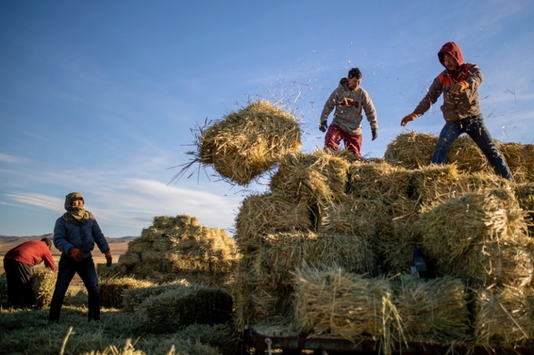 На фото: рабочие во время сбора урожая пшеницы, Монголия.