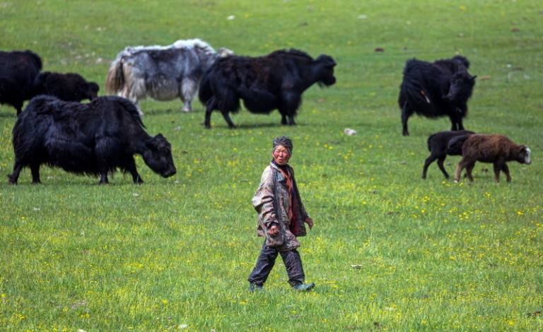 На фото: местный житель и яки на территории национального парка озера Хубсугул сомона Ханх в аймаке Хувсгел, Монголия