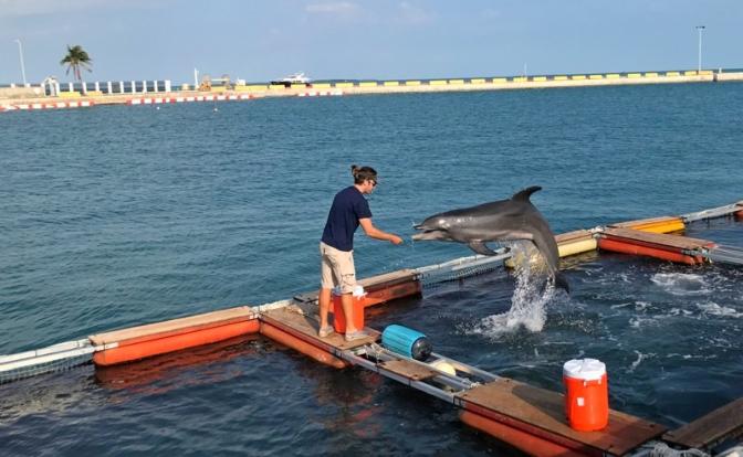 На фото: инструктор Программы морских млекопитающих ВМС США работает с дельфинами Constellation во время тренировок на военно-морской авиабазе Ки-Уэст в гавани Трумэн, США