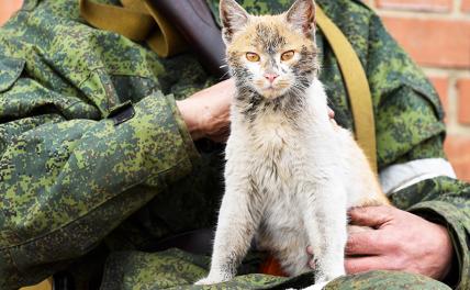 Спасти рядового котика