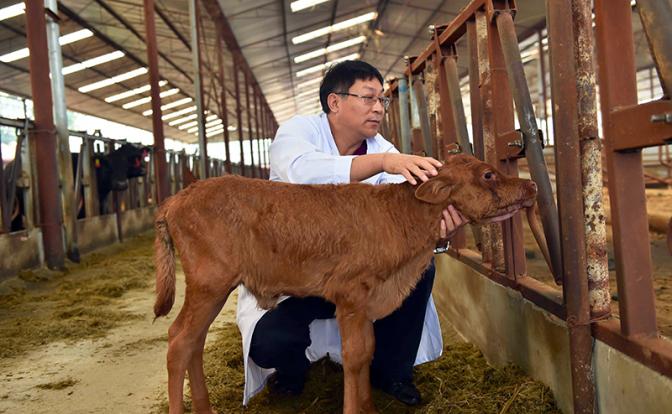 Китайцы клонировали суперкорову, дворняжку и бройлера