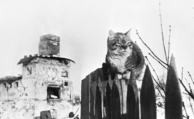 «Мягкая сила» Ленинградского фронта