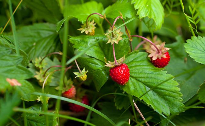 Медик рассказала о пользе и вреде земляники