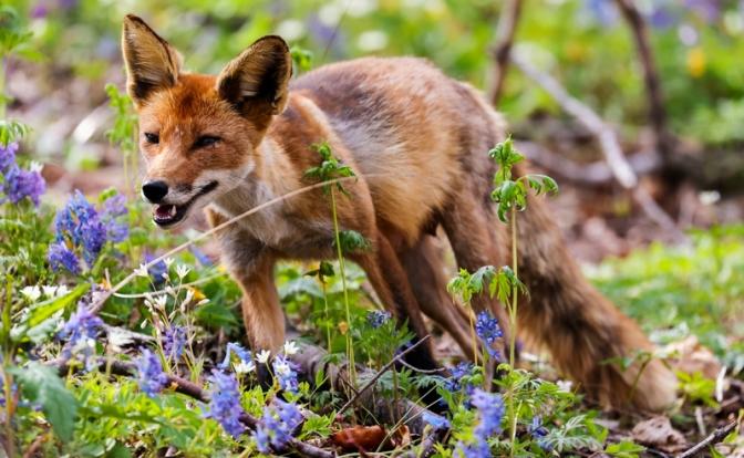 Молодые лисы атаковали Химки: есть пострадавшие
