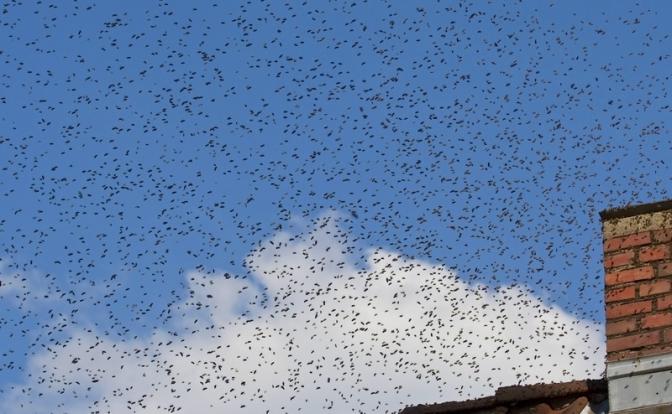 «Библейская чума» сошла на Нью-Йорк