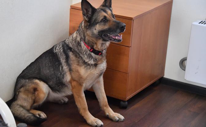 В Тверской области домашняя овчарка обгрызла лицо 10-летней девочке