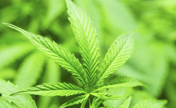 Полицейские изъяли из дома жителя Мелитополя большие объемы конопли и марихуаны